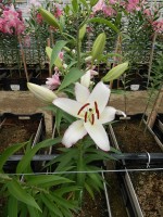 [4221 The Edge No01.JPG]